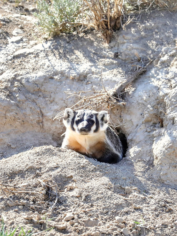 American Badger in a burrow