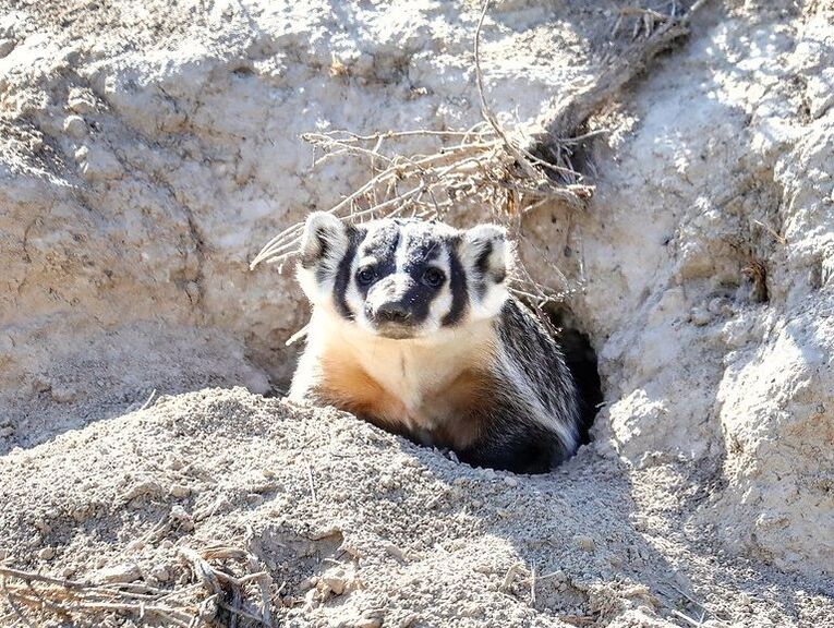 American Badger, Learn About the Animals in the Book