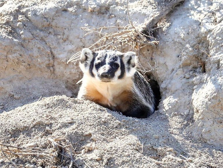 American Badger, Facts about the animals from Javier the Javelina