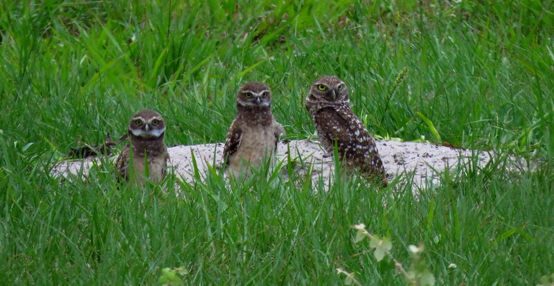 Burrowing owls on the lookout