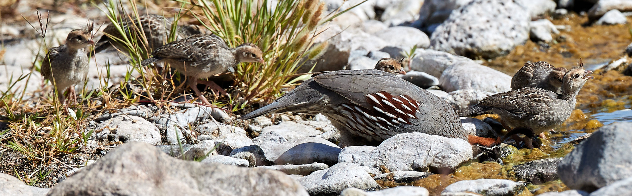 Quail adult and babies